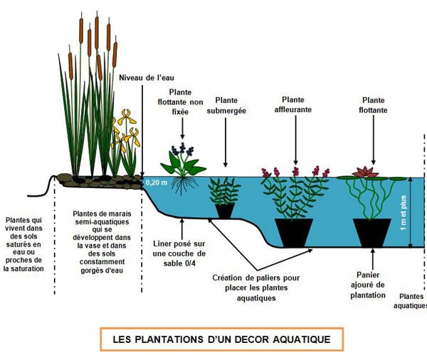 Plante aquatique - Plante pour bassin et plan d'eau