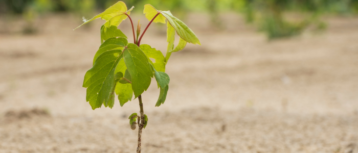 plantation dans sol sableux