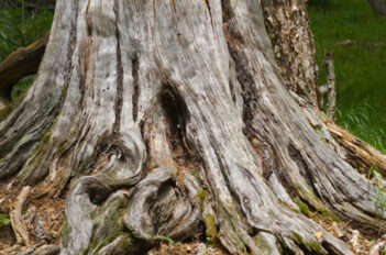 Desoucher un Arbre - Comment Dessoucher un Arbre