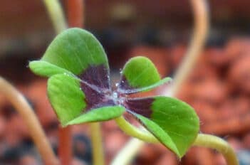 Oxalis Deppei - Oxalis Comestible