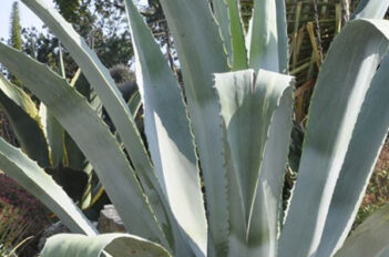 Agave Entretien - Plante Agave