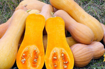 butternut