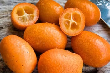 kumquat