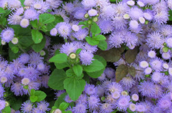 ageratum