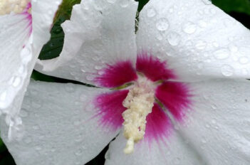 hibiscus