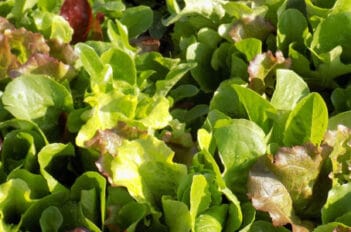 mesclun