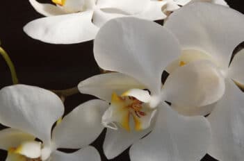 orchidée phalaenopsis