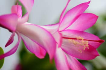 Schlumbergera