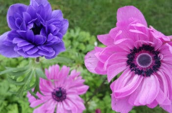 Anemomes fleurs du vent - Anémone Fleur