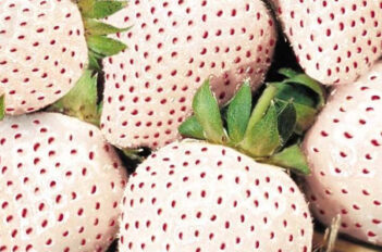 Fraises Blanches du Japon - Le Fruit de Luxe Nippon