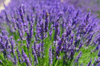 Lavande Angustifolia - Lavande en Pot