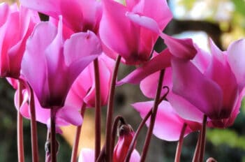 Cyclamen de Turquie - Cyclamen de Perse