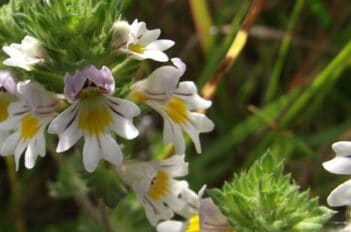 Euphrasia officinalis - Casse-Lunette