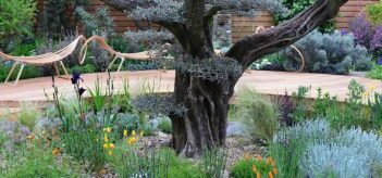 Planter Sous un Arbre - Que Planter Sous un Cerisier