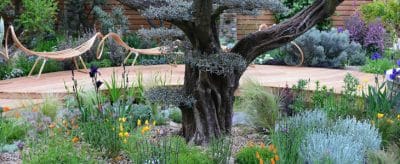 Planter Sous Un Arbre Que Planter Sous Un Cerisier