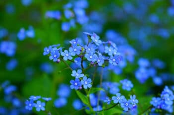 Myosotis - Comment Planter le Myosotis