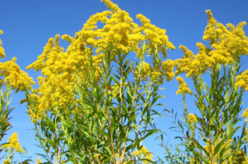 Solidago - Verge d'or