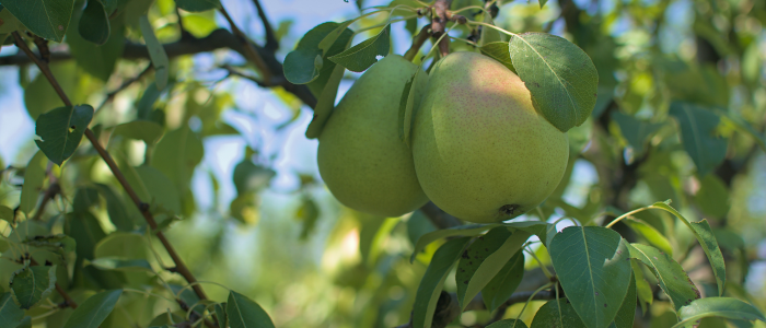 poire dans l'arbre avant cueillette