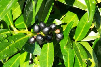 Vertillicium du Prunus laurocerasus - Maladie du laurier Cerise