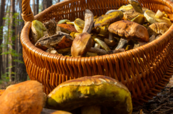 Récolte de champignons dans la forêt