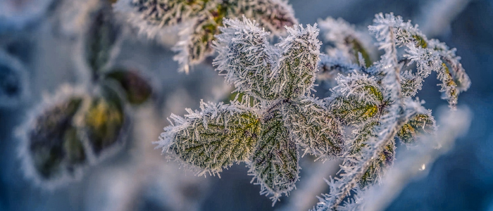 Quelles plantes protéger du froid pour l'hiver ?