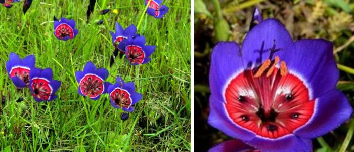 Geissorhiza radians