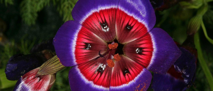 Geissorhiza radians