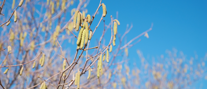 pollen d'un arbre noisetier