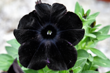 petunia noir