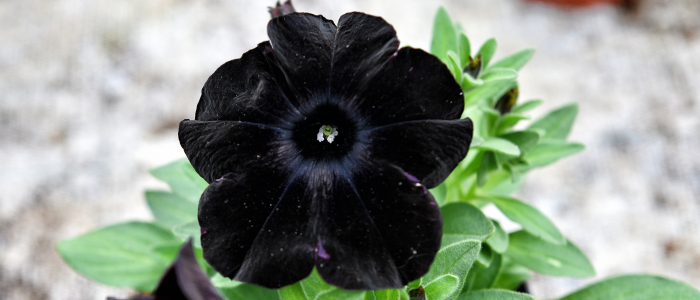 petunia noir