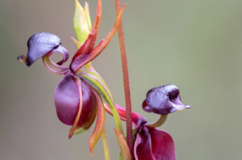 Orchidée canard