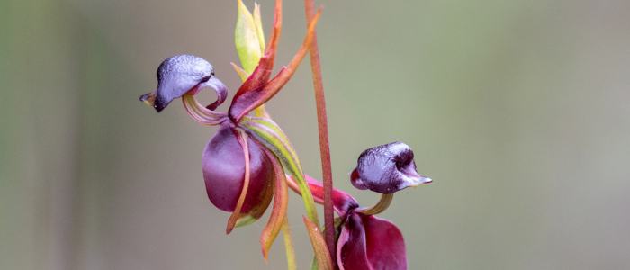 Orchidée canard