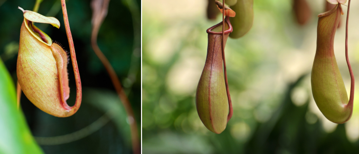 Nepenthes