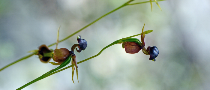 orchidée canard