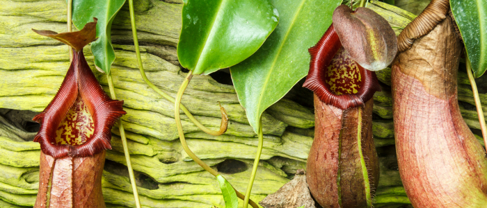 Nepenthes attenboroughii