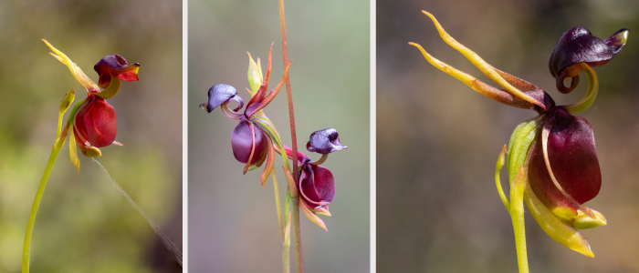 orchidée canard