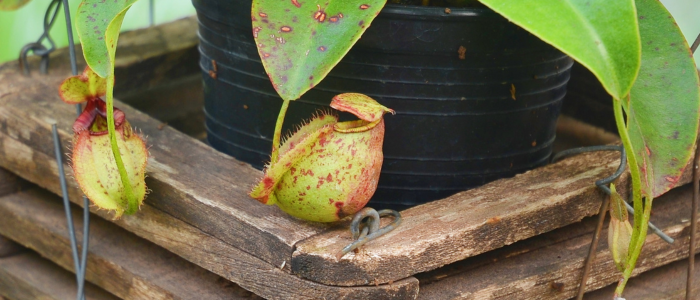 Nepenthes carnivores