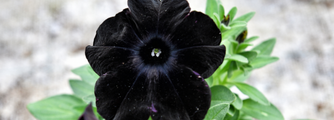 petunia noir