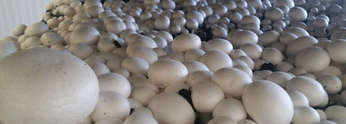 Comment cultiver des champignons de Paris à la maison ou dans le jardin ?