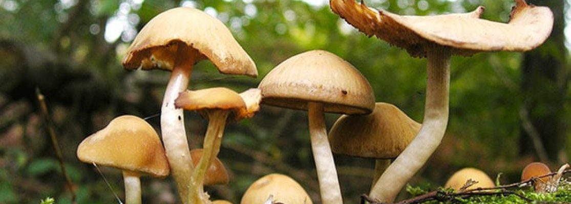 Cueillette de champignons pour ramasser des champignons' Sac en