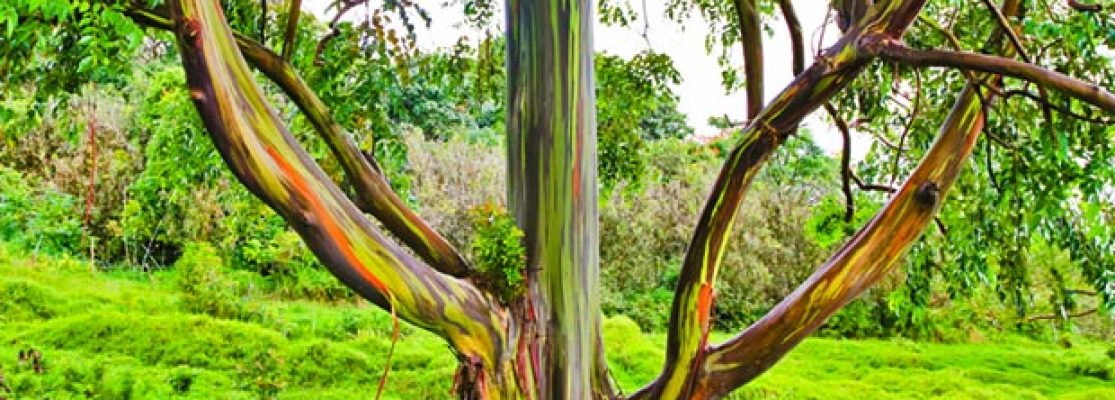 Eucalyptus : fiche de culture