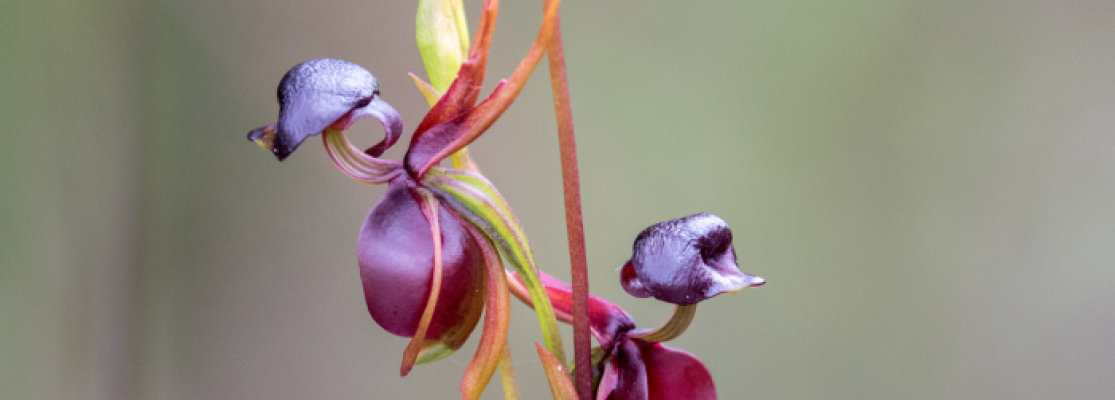 Orchidée canard