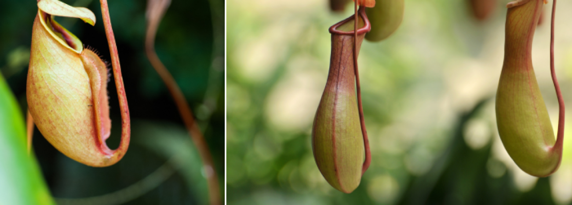 Nepenthes