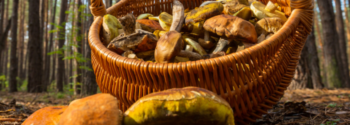 Récolte de champignons dans la forêt