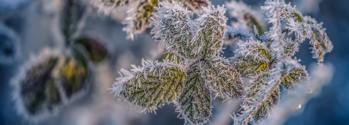 Six astuces pour protéger ses plantes en pots du froid et du gel