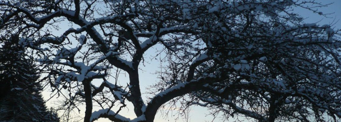 travaux à faire au verger en hiver